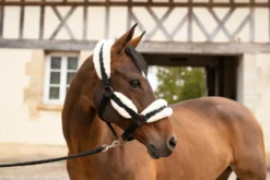 Equestrian Supplies Store -Equestrian Supplies Store kaecb2fcf7e3149fc3a9122f8a1283f3c