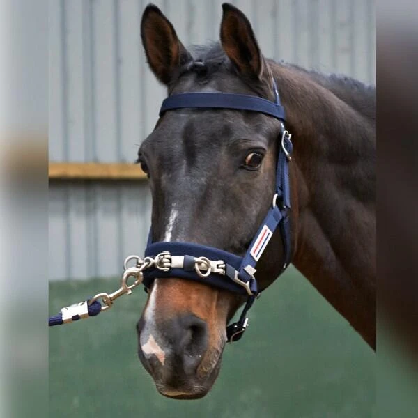 JOHN WHITAKER LUNGE CAVESSON 1 JOHN WHITAKER LUNGE CAVESSON