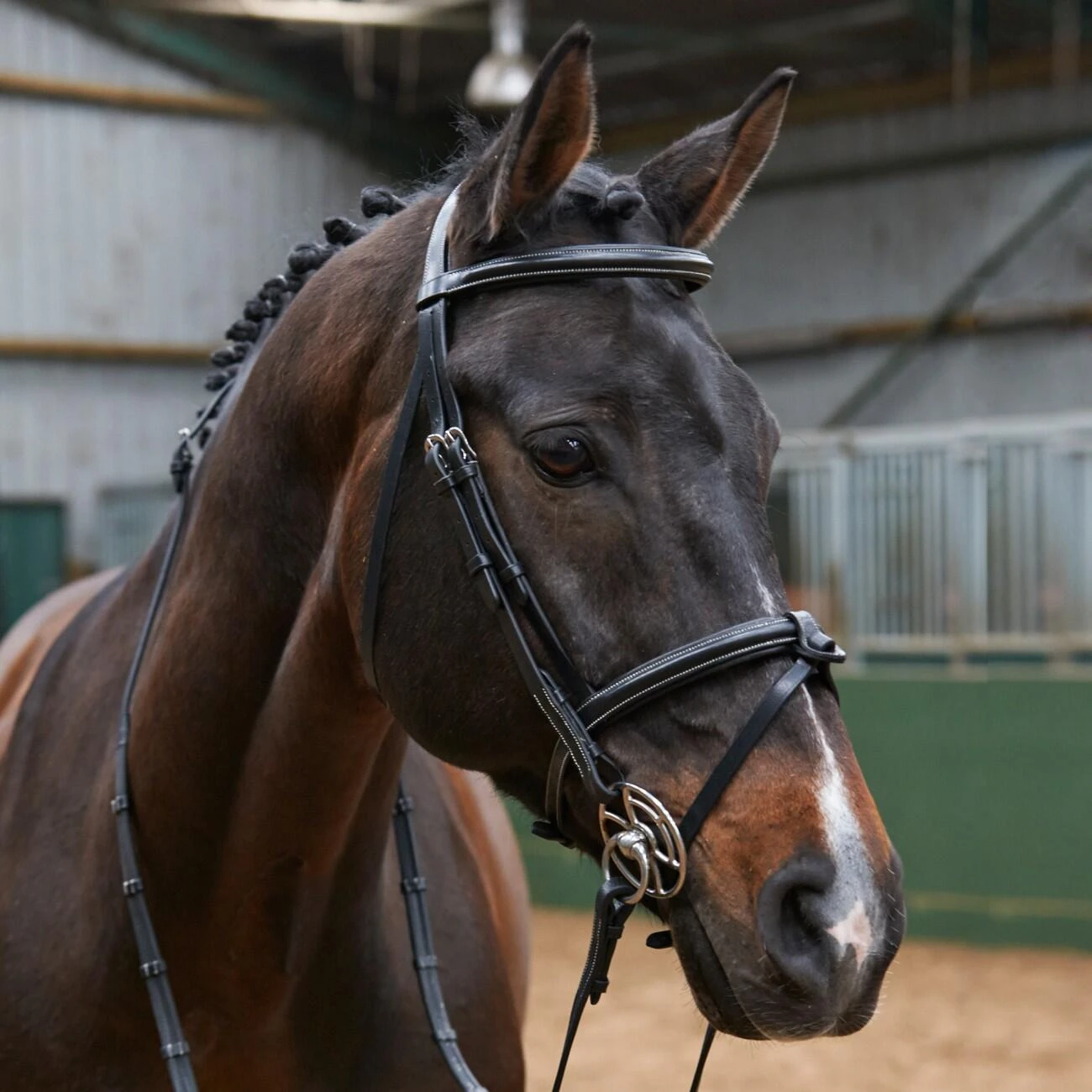 EASTWOOD RAISED FLASH BRIDLE WITH REINS 2 EASTWOOD RAISED FLASH BRIDLE WITH REINS - Image 2