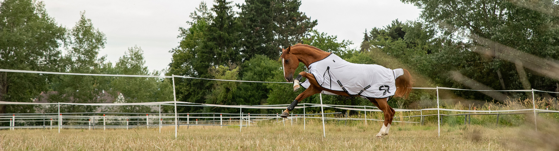 Equestrian Supplies Store 1 Equestrian Supplies Store -Equestrian Supplies Store 1